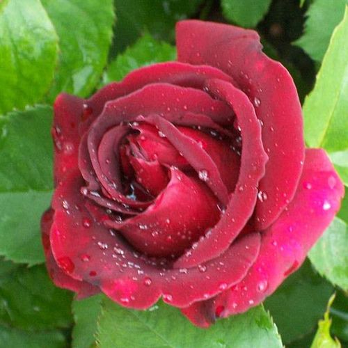 Rosa Étoile de Hollande - roșu - Trandafir copac cu trunchi înalt - cu flori în buchet - coroană curgătoare